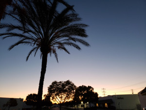 Sunset_palm_tree