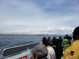 Whale_watching