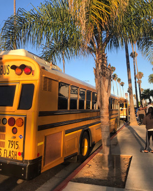School_bus_palm_tree